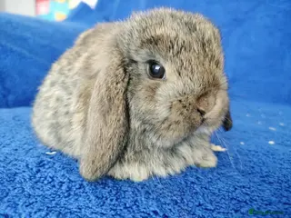 Mini Lop rabbits Baby mini lops for sale - Advert 11