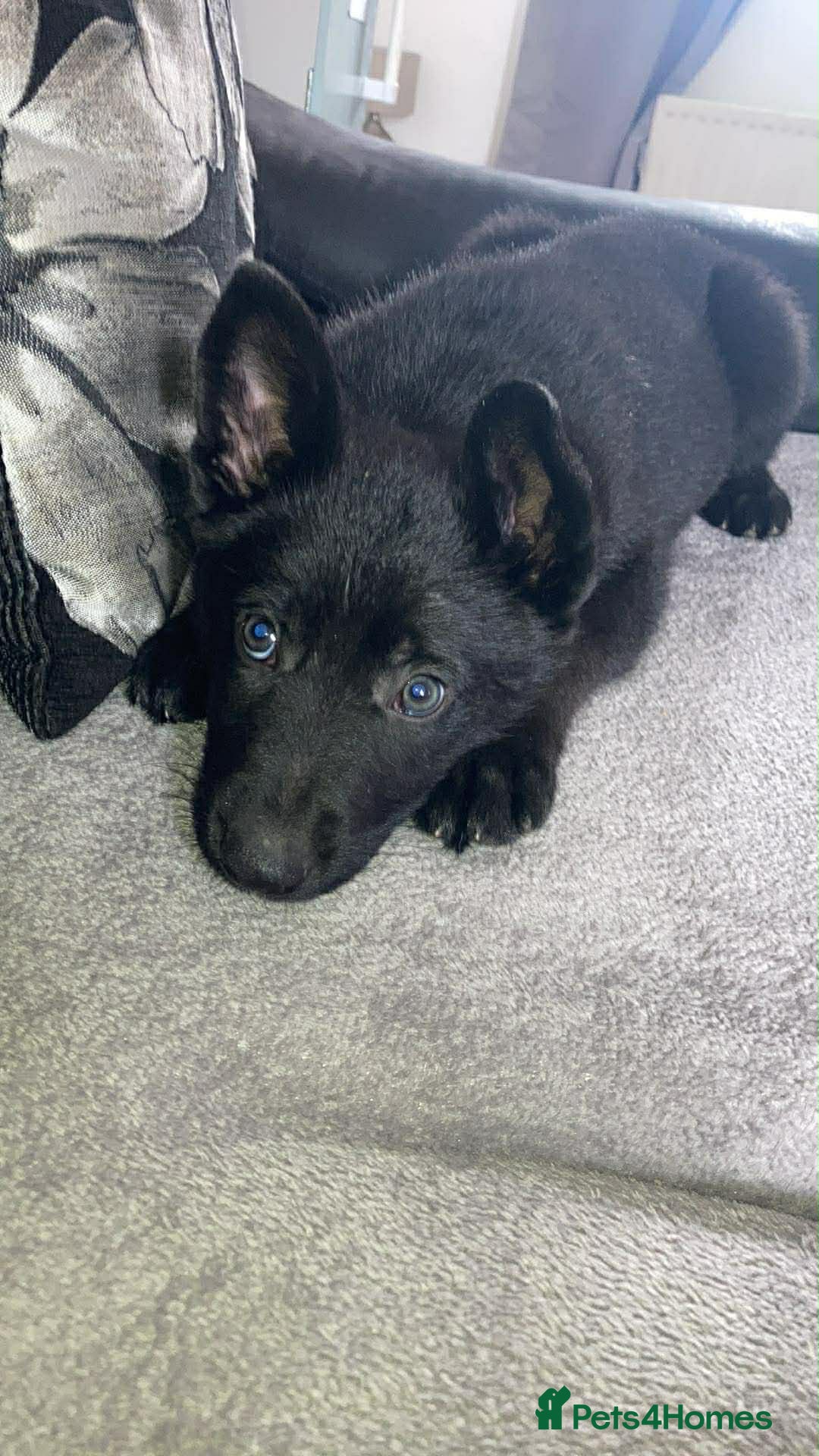 German Shepherd dogs German shepherd boy  - Advert 8