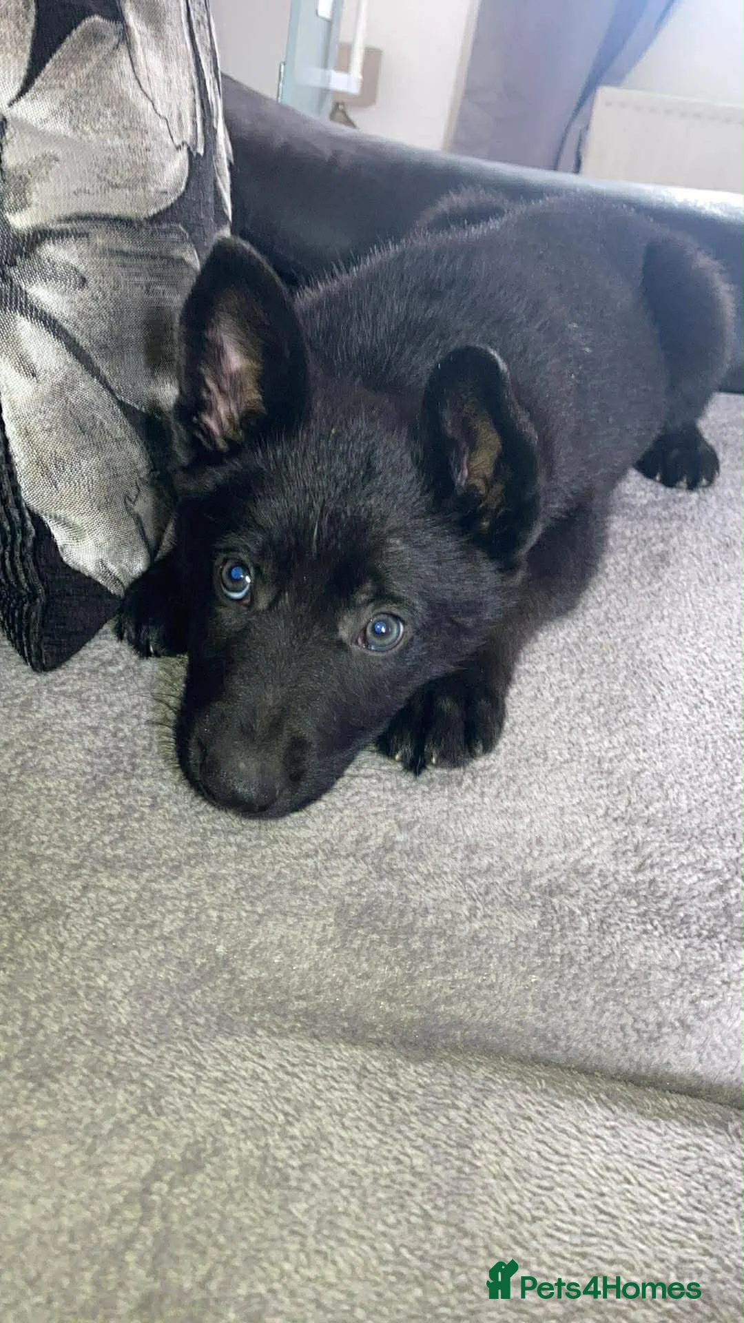 German Shepherd dogs for sale: German shepherd boy  - Advert 1