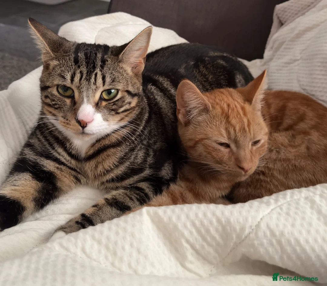 Domestic Shorthair cats for sale: 2 short haired loving male cats  - Advert 1