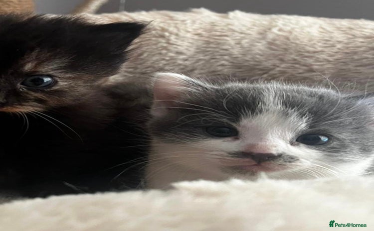 Mixed Breed cats - Advert 3
