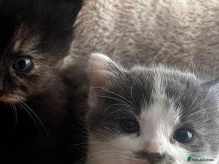 Mixed Breed cats - Advert 23