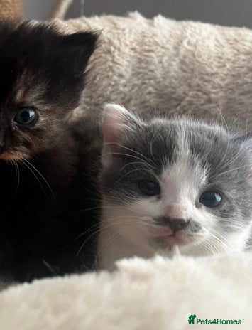 Mixed Breed cats - Advert 2