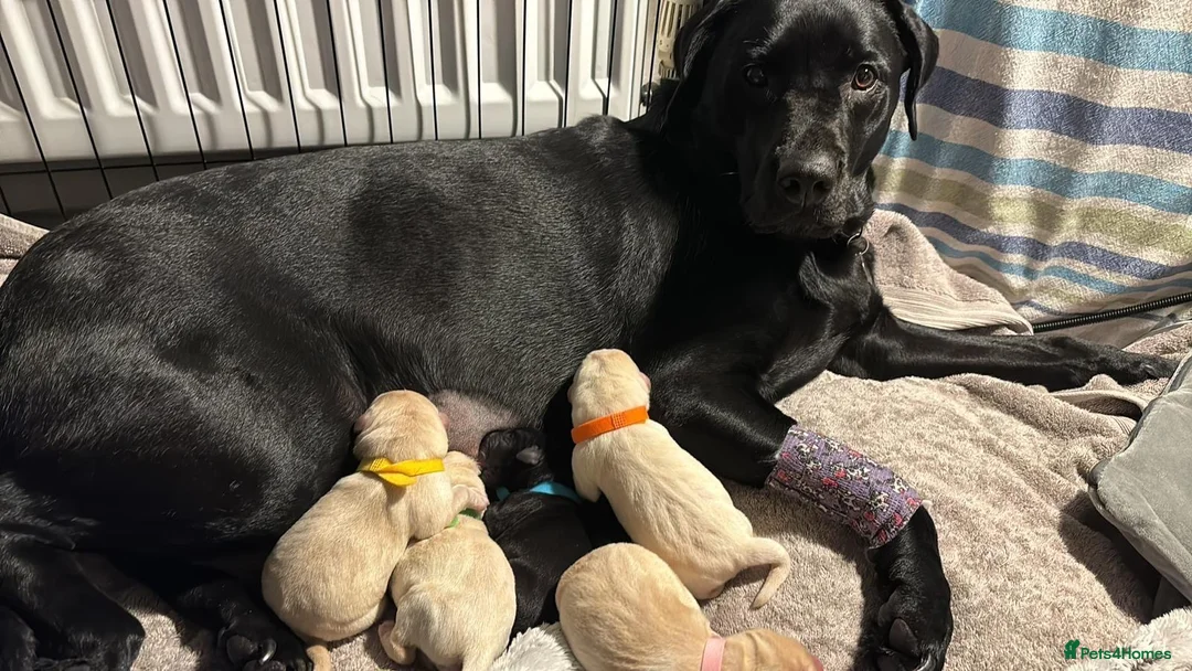 Labrador Retriever dogs for stud: Chocolate Labrador For Stud in Burnley - Advert 6