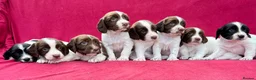 English Springer Spaniel dogs for sale: With an OFF SWITCH springers - Advert 31