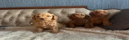 Cavapoo dogs for sale: Gorgeous Cava-Poo puppies ready for now  - Advert 4