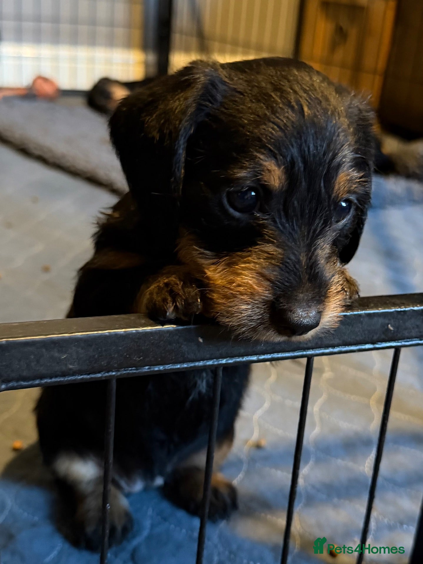 Dachshund dogs Wirehaired Dachshund puppies  - Advert 6