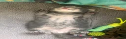 Mixed Breed cats for sale: 4 ragdoll/russian blue mixed kittens  in Warrington - Advert 9