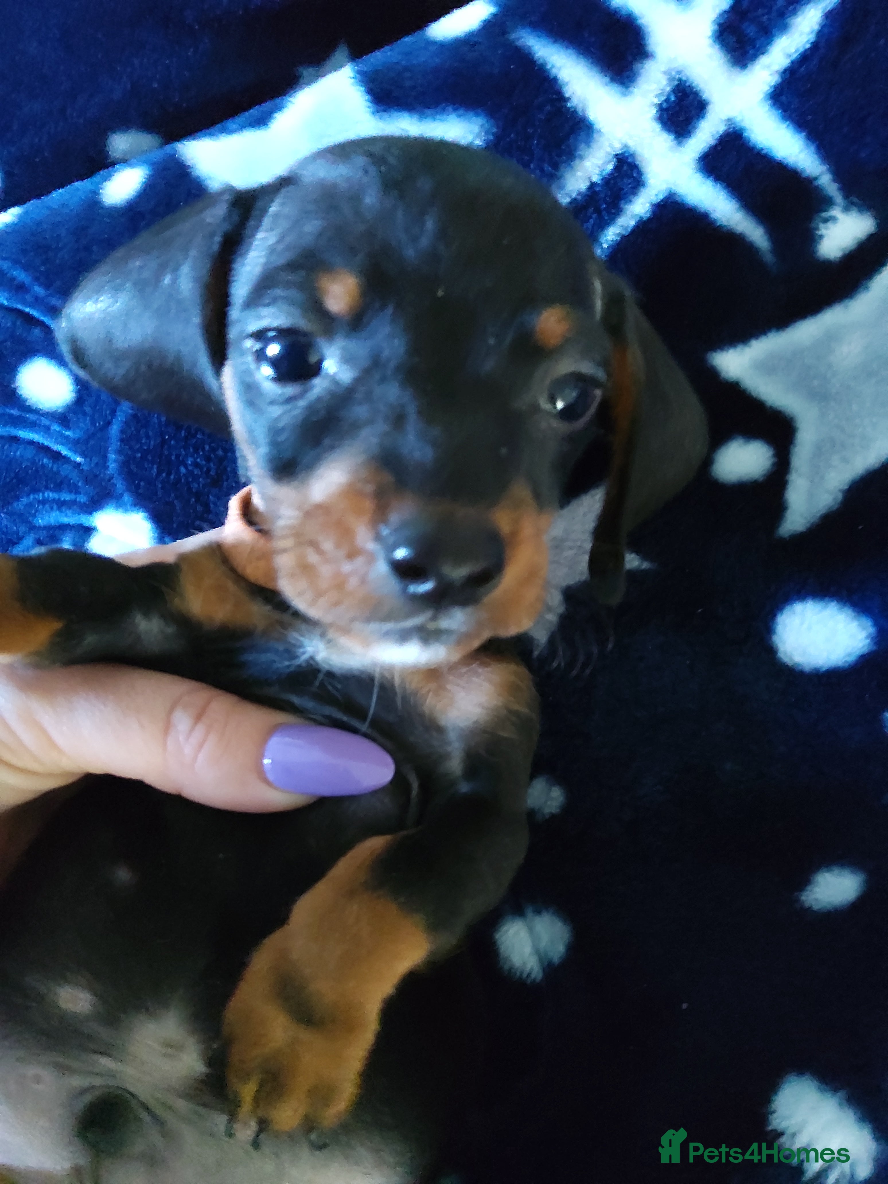 Miniature Dachshund dogs 🌟 Stunning minture dachshund Puppies  🌟 - Advert 1