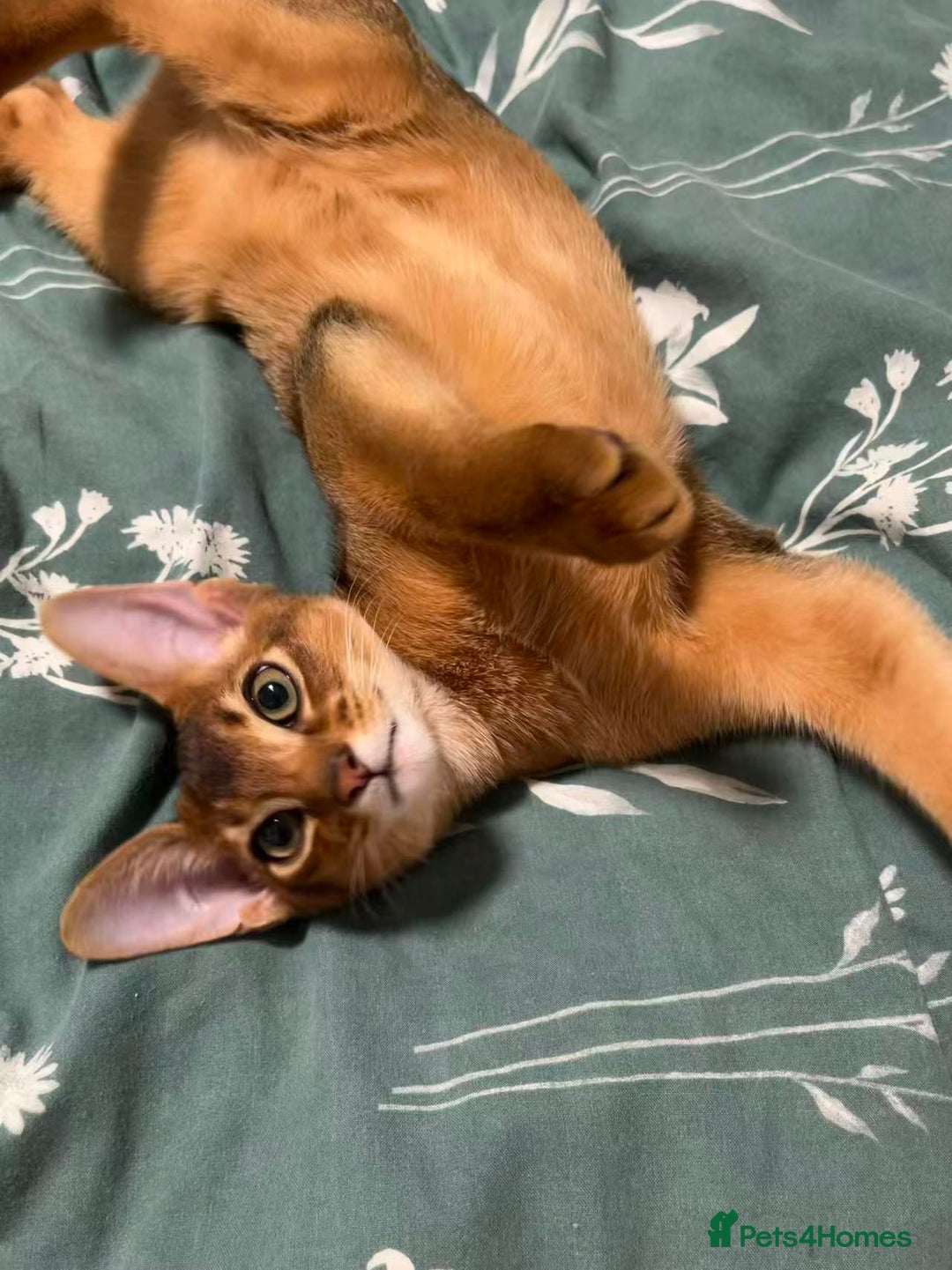 Abyssinian cats for sale: Sweet, Affectionate Abyssinian, Waiting for You - Advert 2