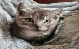 Ragdoll cats for sale: Stunning 3/4 Ragdoll kittens - Advert 8