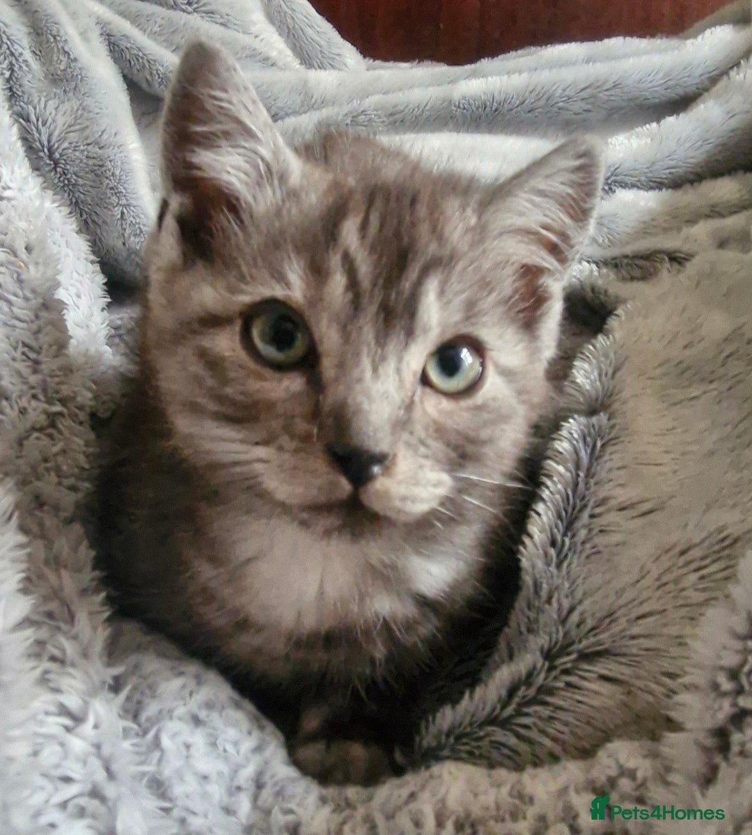 Ragdoll cats for sale: Stunning 3/4 Ragdoll kittens - Advert 8