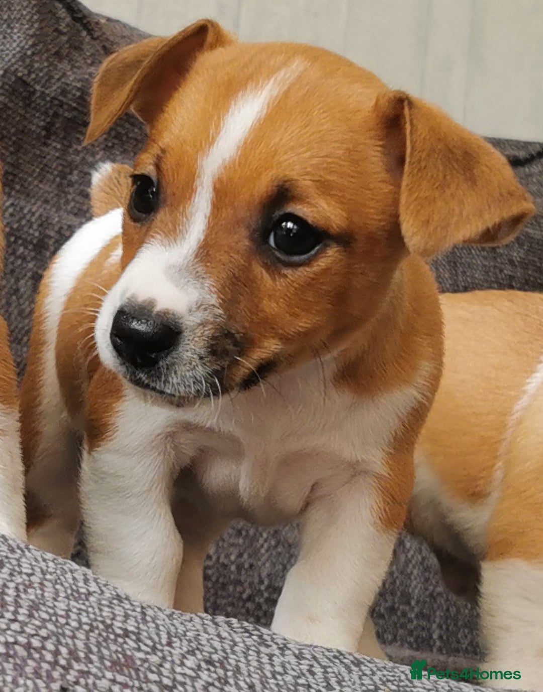 Jack Russell dogs for sale: Super quality vet docked working Jack Russells - Image 8