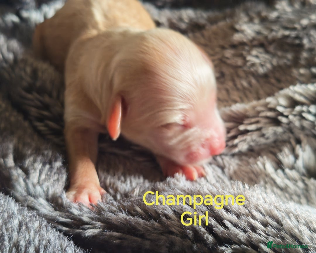 Cockapoo dogs for sale: Cockapoos F1 DNA Health tested patents - Advert 35