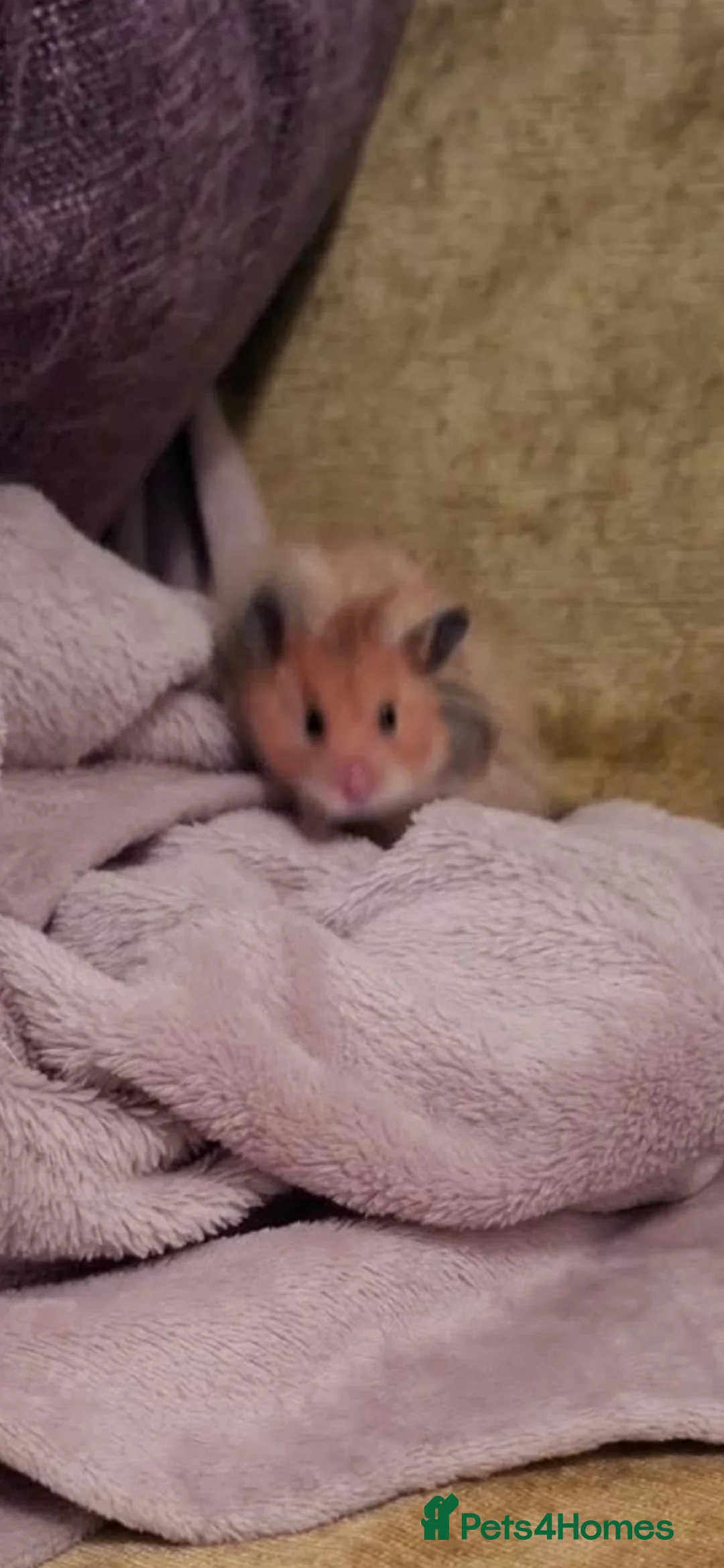 Hamster rodents for sale: Male Syrian hamster with large cage  - Advert 1