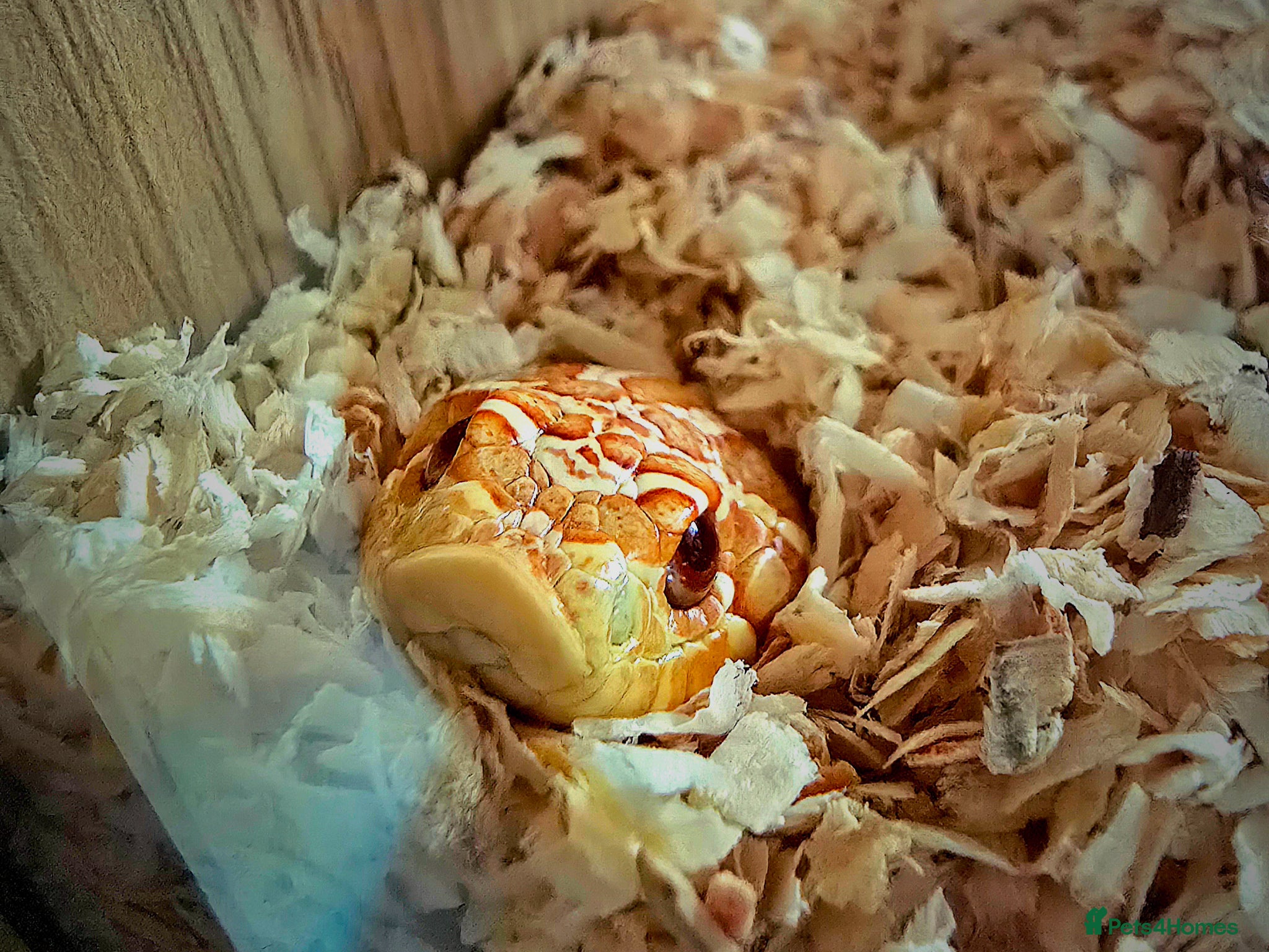 Snake reptiles Male hognose snake - Advert 1