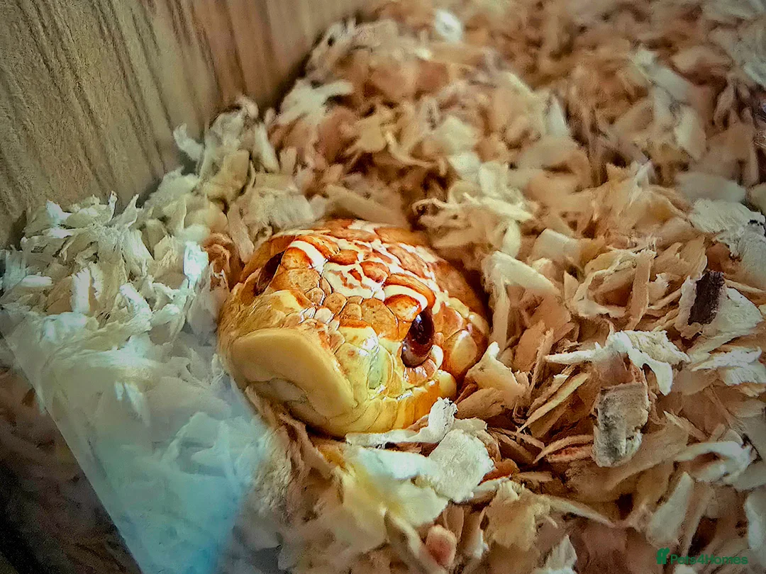 Snake reptiles for sale: Male hognose snake - Advert 1