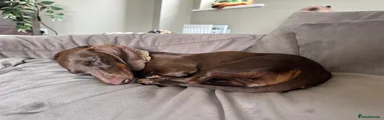 Daphne