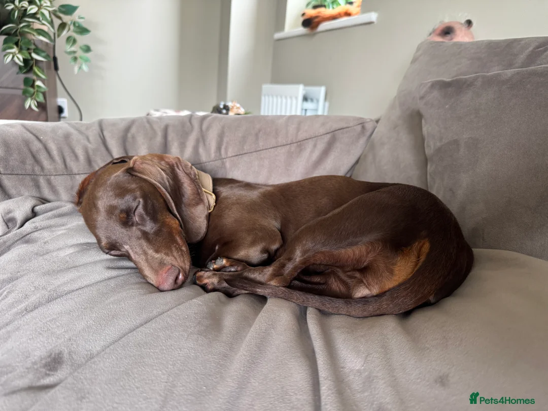 Miniature Dachshund dogs for sale: Miniature Dachshund for Rehome - Advert 2