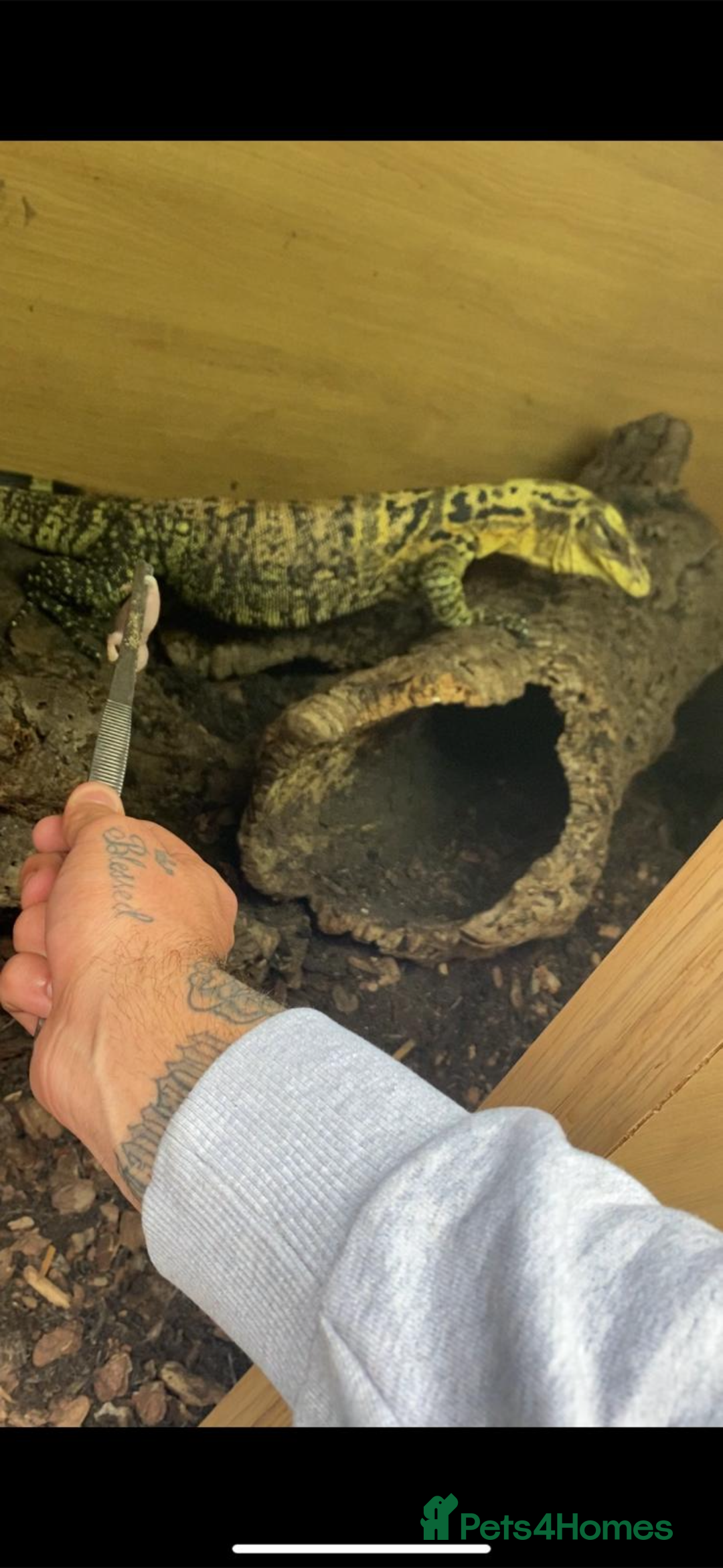 Monitor reptiles for sale: Philippines water monitor Cumungi yellow head - Advert 2