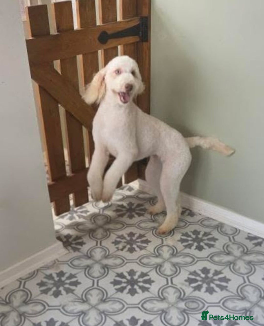 Miniature Poodle dogs for sale: Miniature Poodle  - Image 4