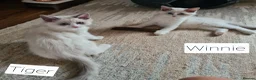 Ragdoll cats for sale: Gorgeous pure bread ragdoll kittens - Advert 7