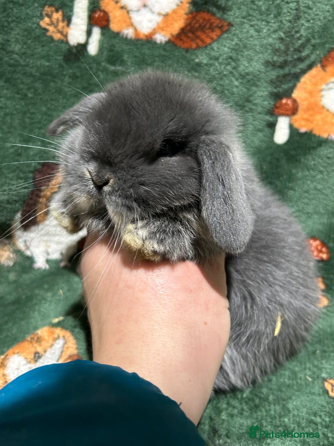 Mini Lop rabbits for sale: Beautiful Baby Mini Lops  - Advert 7