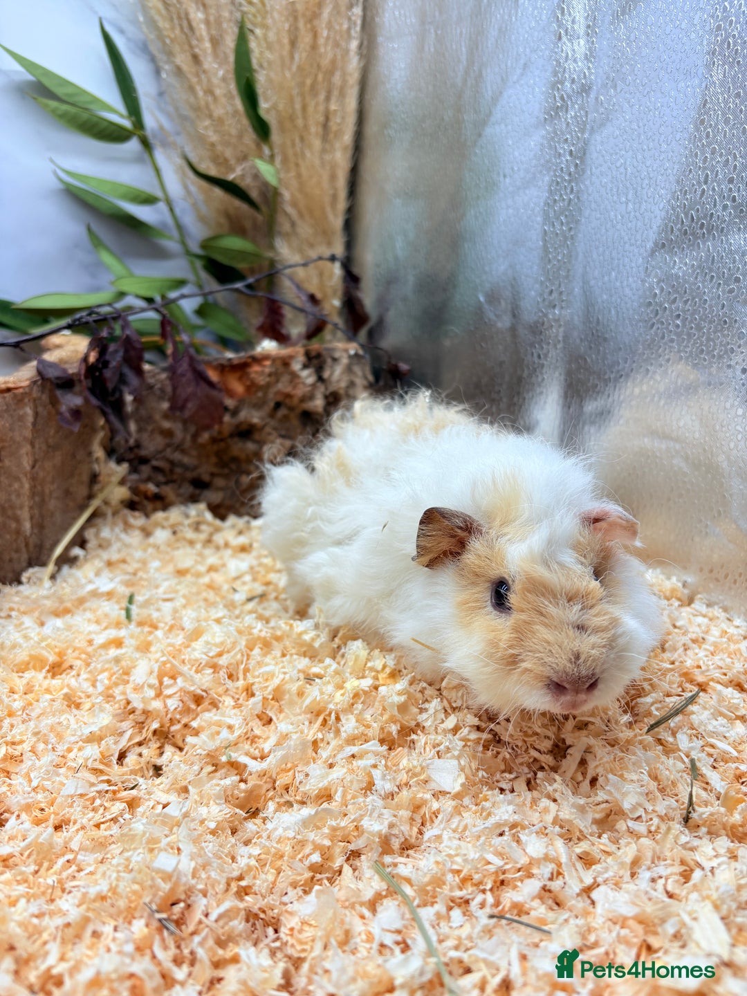 Guinea Pig rodents for sale: LOTS OF BABY GUINEA PIGS FOR SALE 🐹 - Advert 8