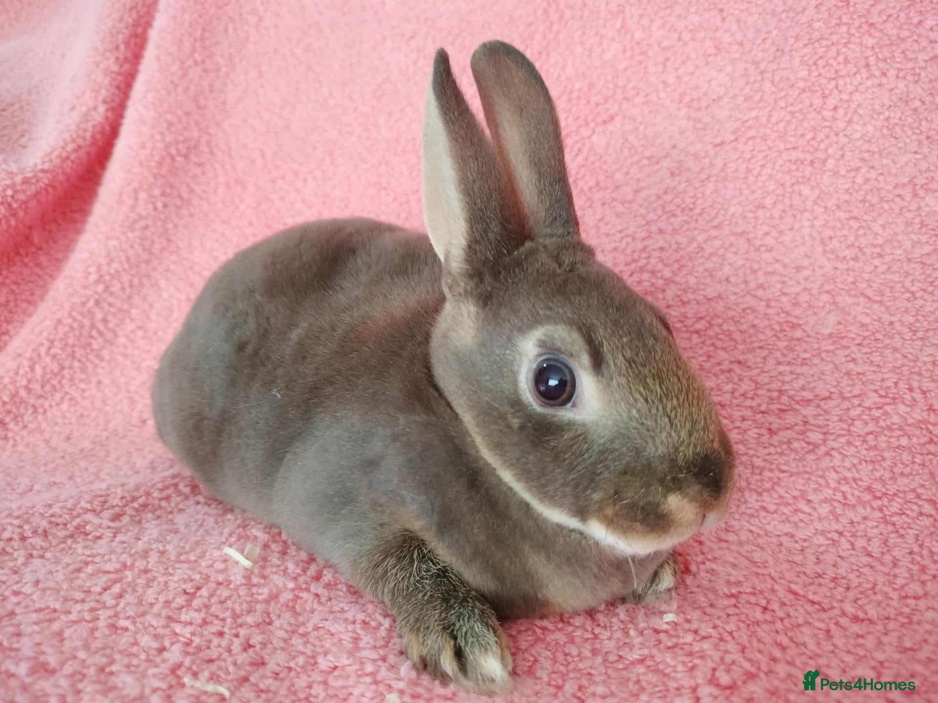 Rex rabbits Baby mini rex for sale  - Advert 10