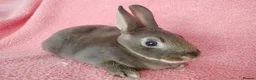 Rex rabbits for sale: Baby mini rex for sale  - Advert 6