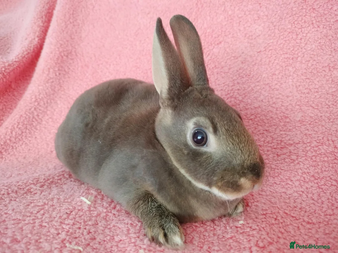 Rex rabbits for sale: Baby mini rex for sale  - Advert 6