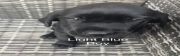 Labrador Retriever dogs for sale: Gorgeous Black Labrador Puppies - READY NOW - Advert 13