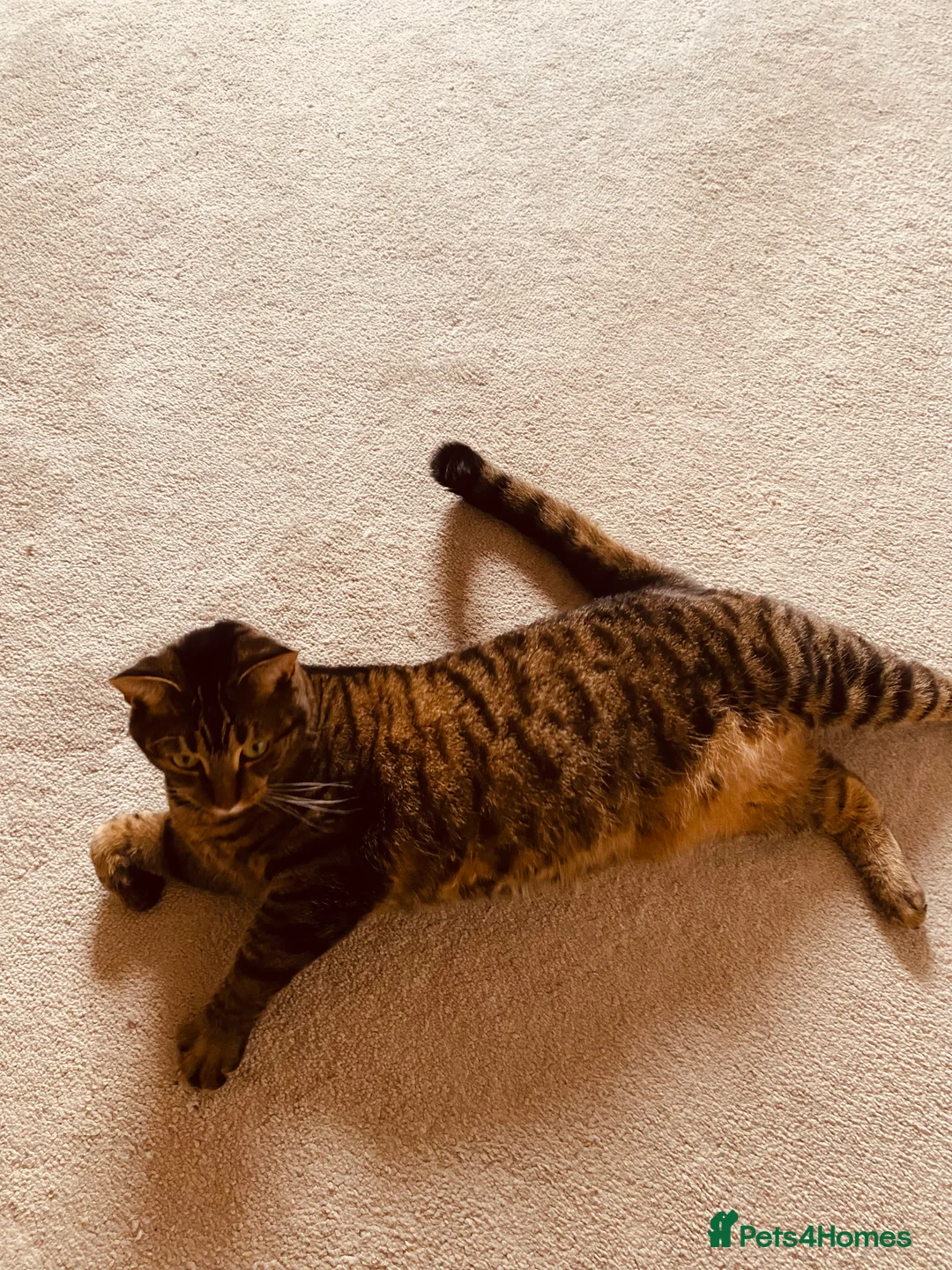 Mixed Breed cats for sale: Tabby - Advert 3
