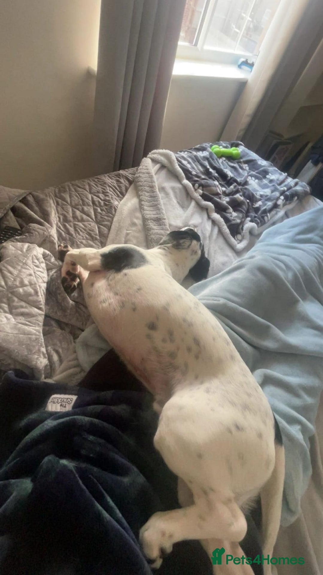 Mixed Breed dogs for adoption: 💙Max-10-month-old Jack Russell cross💙 - Advert 7