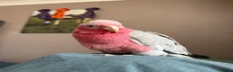 Cockatoo birds for sale: Talking Hand tame female galah cockatoo  - Advert 7