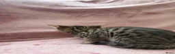 Bengal cats for sale: Bengal cross Russian blue - Advert 10