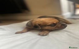 Mixed Breed dogs for sale: Doberman x cane corso  - Image 5