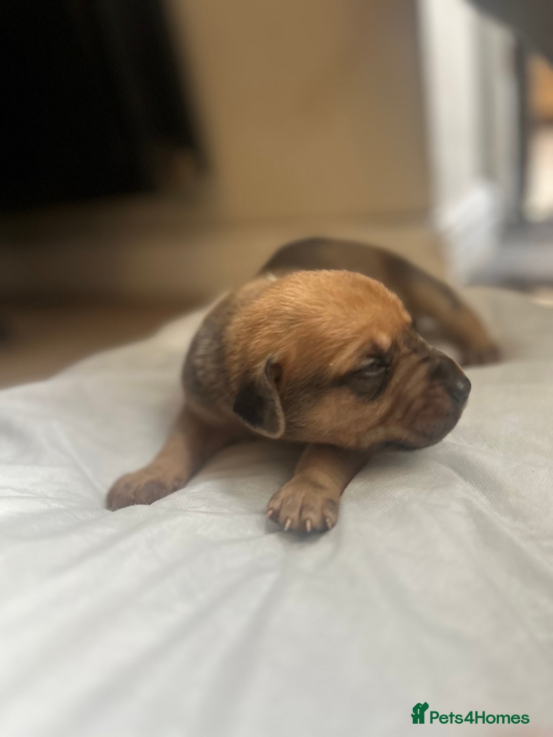 Mixed Breed dogs for sale: Doberman x cane corso  - Image 5