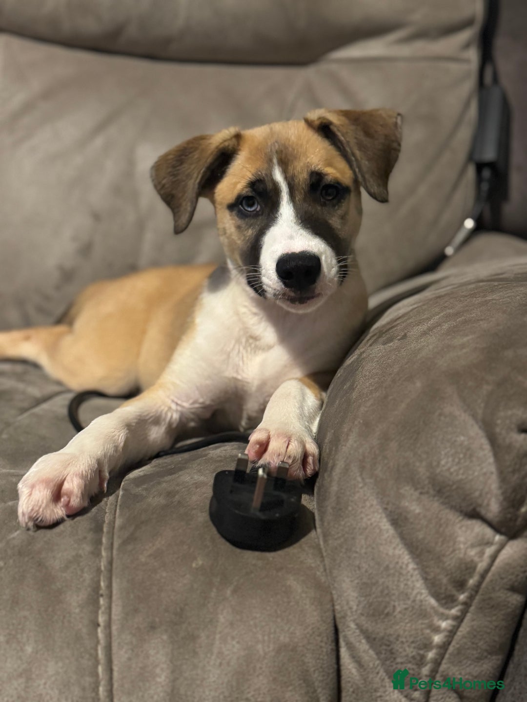 Mixed Breed dogs for sale: Staff x Husky Pup - Image 10
