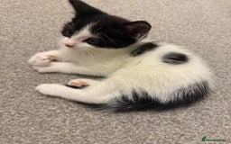 Domestic Shorthair cats for sale: 5 Playful Tuxedo & Black Kittens – Ready Now - Image 5