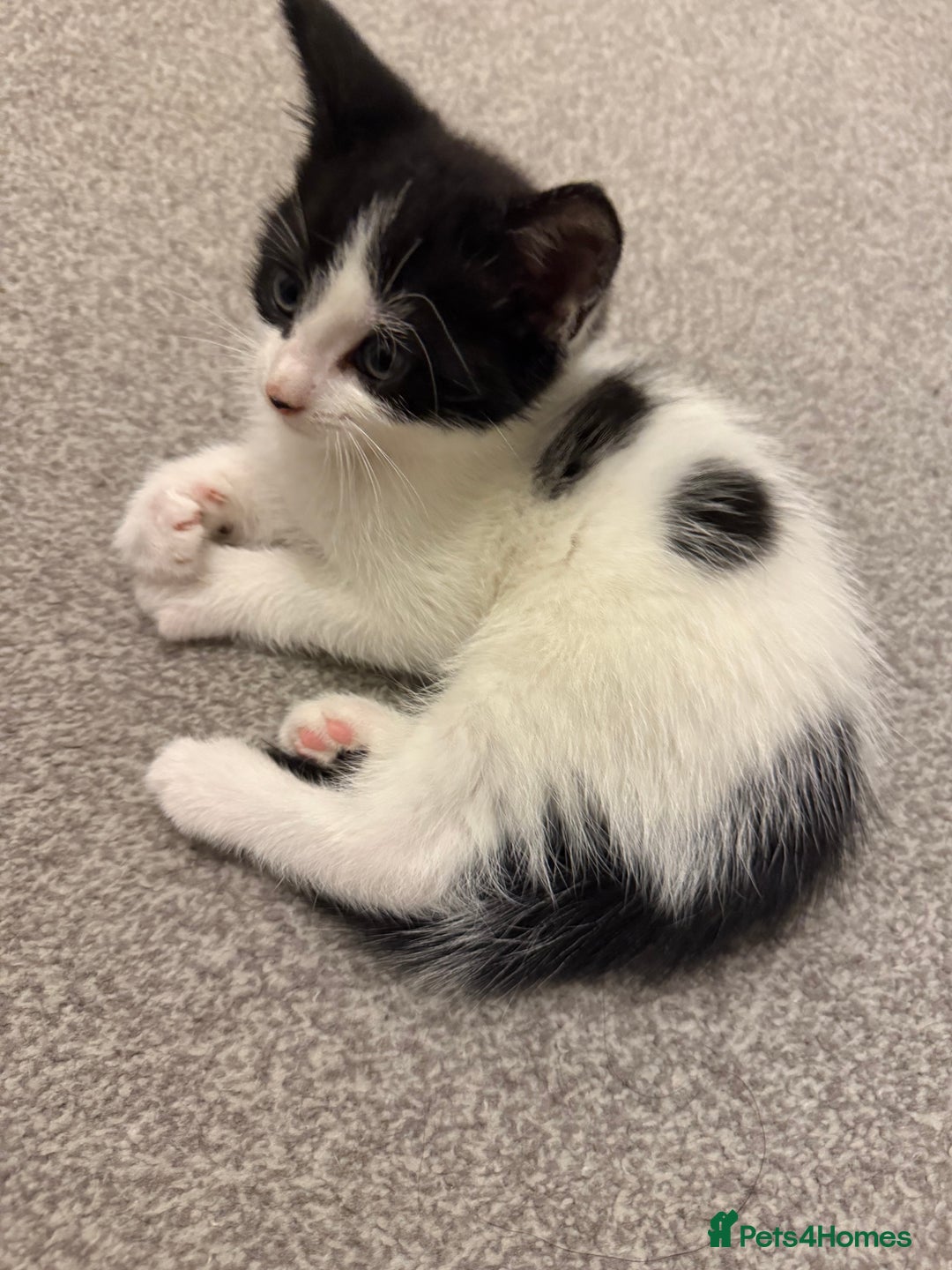 Domestic Shorthair cats for sale: 5 Playful Tuxedo & Black Kittens – Ready Now - Image 5