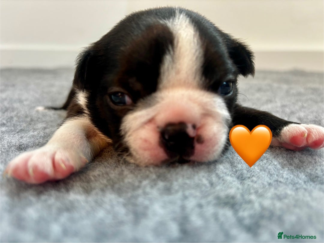 Boston Terrier dogs for sale: Beautiful Boston Terrier Puppies  - Image 9