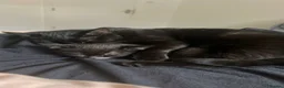 Domestic Shorthair cats for sale: Black Domesticshorthair Kitten in Gillingham - Advert 1