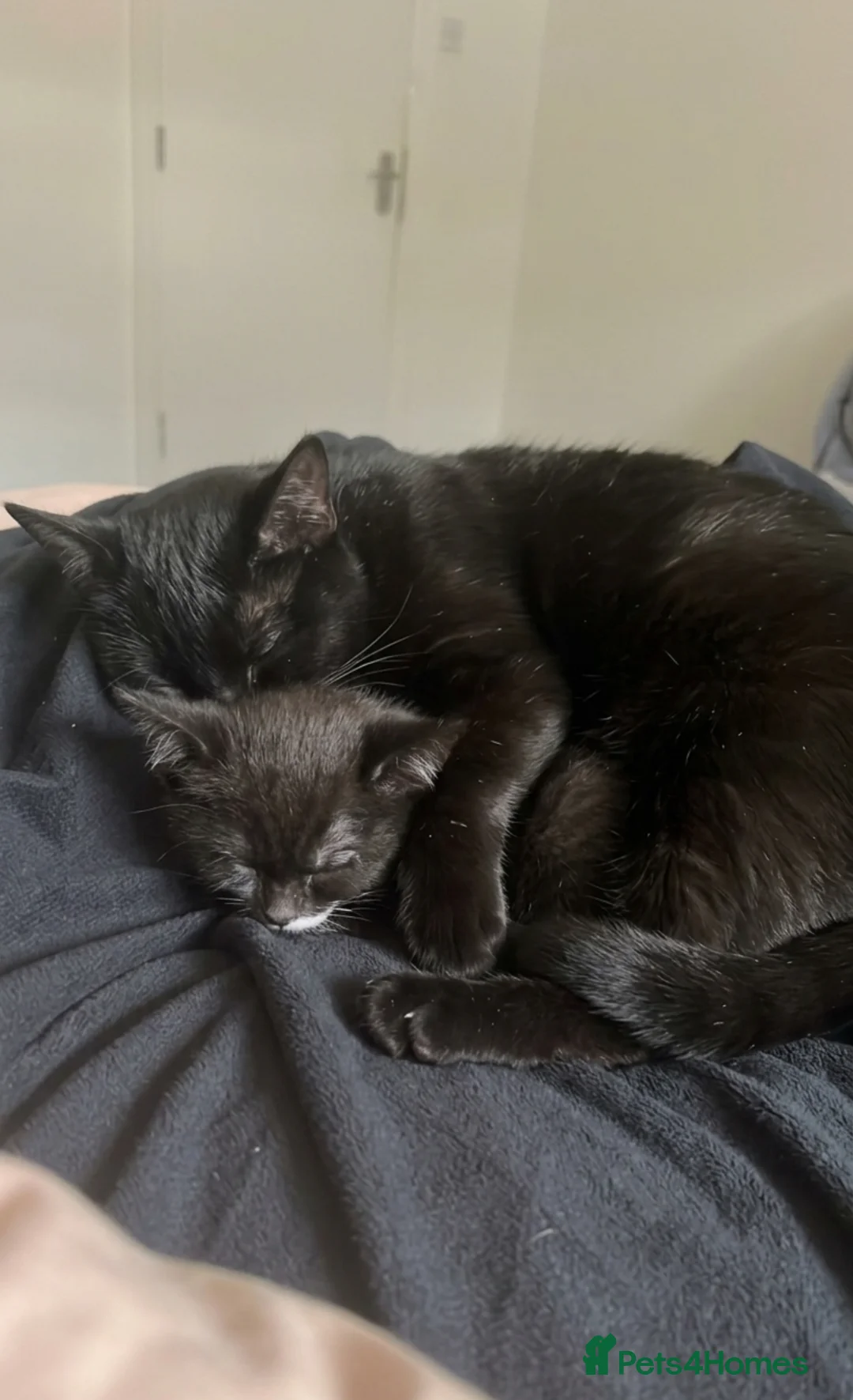 Domestic Shorthair cats for sale: Black Domesticshorthair Kitten in Gillingham - Advert 1