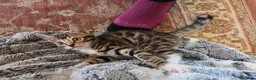 Bengal cats for sale: Adorable Bengal Cross Kittens for Sale - Advert 25
