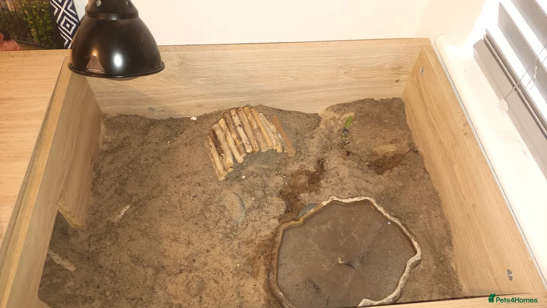 Tortoise reptiles for sale: Horsefield tortoise  in Nottingham - Advert 3