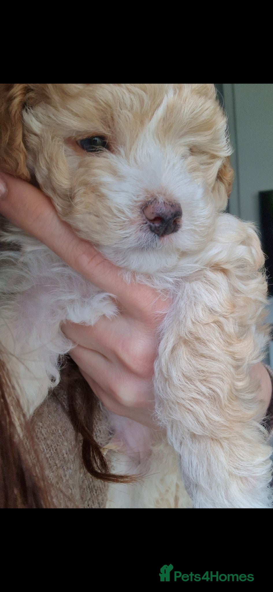 Maltipoo dogs Last Adorable Maltipoo Boy 💙 - Advert 7