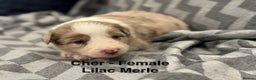 Border Collie dogs for sale: KC Reg (Pending) Border Collie Puppies For Sale - Advert 14