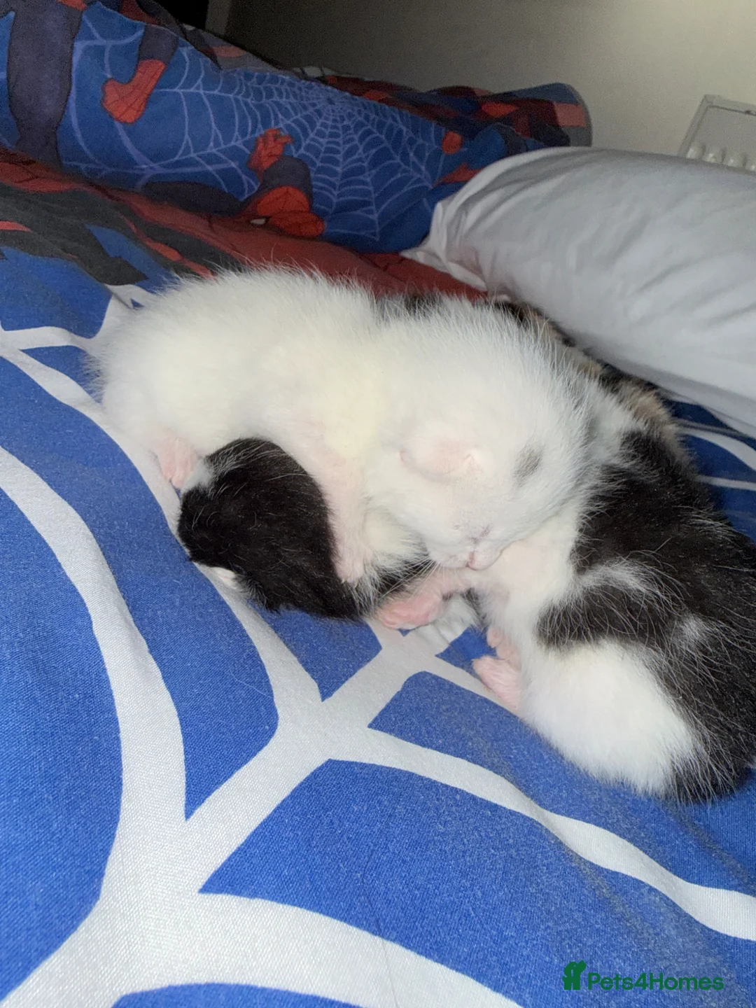 Mixed Breed cats for sale: Kittens for sale  - Advert 1