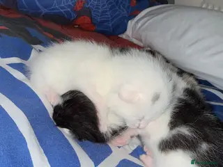 Mixed Breed cats Kittens for sale - Advert 3